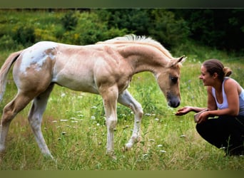 Appaloosa, Hengst, 14 Jahre, 163 cm, Tigerschecke