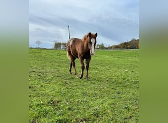 Appaloosa, Hengst, veulen (03/2023), 145 cm, Donkere-vos