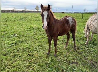Appaloosa, Hengst, veulen (03/2023), 145 cm, Donkere-vos