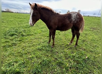 Appaloosa, Hengst, veulen (03/2023), 145 cm, Donkere-vos