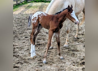 Appaloosa, Hengst, Veulen (05/2026), 150 cm, Bruin