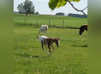 Appaloosa, Hengst, Veulen (05/2026), 150 cm, Bruin