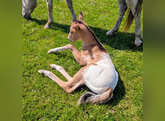 Appaloosa, Hengst, Veulen (05/2026), 150 cm, Bruin