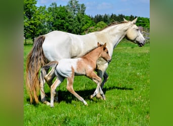 Appaloosa, Hengst, Veulen (05/2026), 150 cm, Bruin