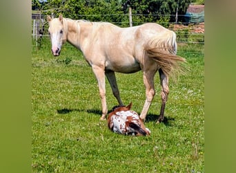 Appaloosa, Hengst, Veulen (05/2026), 150 cm, Bruin
