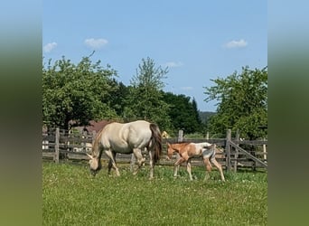 Appaloosa, Hengst, Veulen (05/2026), 150 cm, Bruin