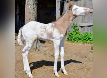 Appaloosa, Hengst, Veulen (05/2026), 150 cm, Bruin
