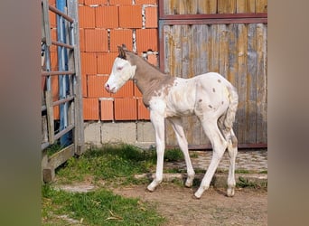 Appaloosa, Hengst, Veulen (05/2026), 150 cm, Bruin