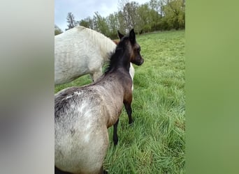 Appaloosa Mix, Hengst, Veulen (03/2025), 150 cm