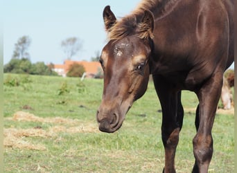Appaloosa, Hengst, veulen (05/2023), 153 cm, Appaloosa