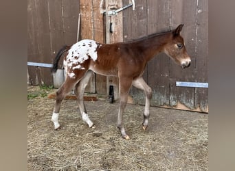 Appaloosa, Hengst, Veulen (04/2026), 155 cm, Appaloosa