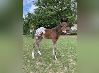 Appaloosa, Hengst, Veulen (04/2026), 155 cm, Appaloosa