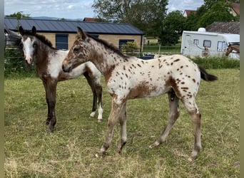 Appaloosa, Hengst, Veulen (03/2026), 155 cm, Appaloosa
