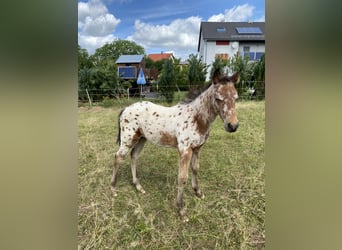 Appaloosa, Hengst, Veulen (03/2026), 155 cm, Appaloosa