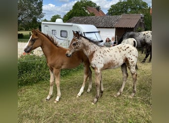 Appaloosa, Hengst, Veulen (03/2026), 155 cm, Donkere-vos