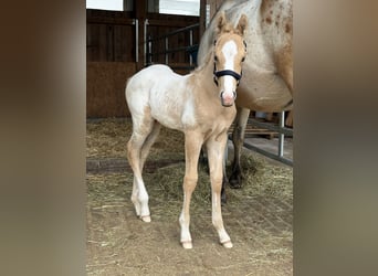 Appaloosa, Hengst, Veulen (05/2026), 155 cm, Palomino
