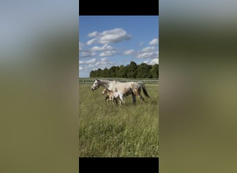 Appaloosa, Hengst, Veulen (05/2026), 155 cm, Palomino