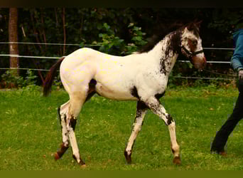 Appaloosa, Hengst, Veulen (04/2025), 155 cm, Wit