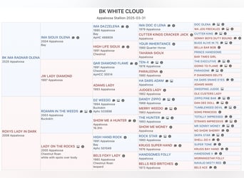 Appaloosa, Hengst, Veulen (04/2025), 155 cm, Wit