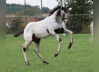 Appaloosa, Hengst, Veulen (04/2025), 155 cm, Wit