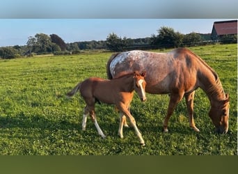 Appaloosa, Hengst, Veulen (06/2025), 160 cm, Roan-Red