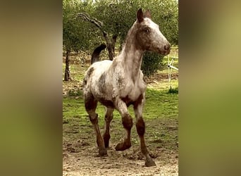 Appaloosa, Hengst, Veulen (06/2025), 165 cm, Vos