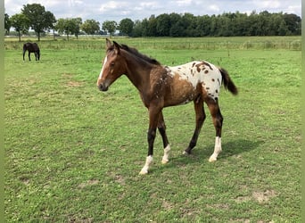Appaloosa, Hengst, Veulen (05/2025), 170 cm