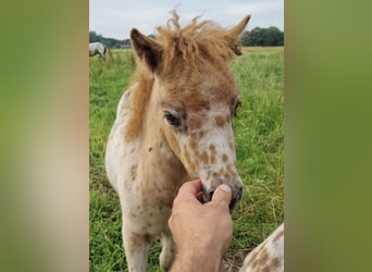 Appaloosa, Hengst, veulen (05/2024), 86 cm, Appaloosa