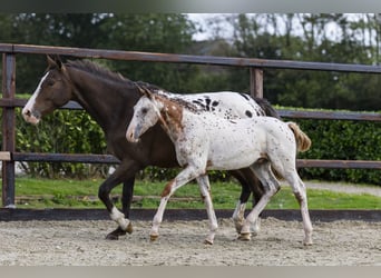 Appaloosa, Hengst, Veulen (05/2025), Appaloosa