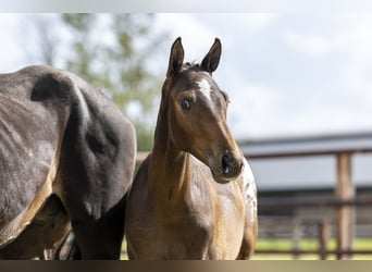 Appaloosa, Hengst, Veulen (04/2025), Appaloosa
