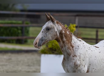 Appaloosa, Hengst, Veulen (05/2025), Appaloosa