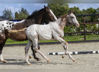Appaloosa, Hengst, Veulen (05/2025), Appaloosa
