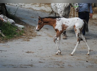 Appaloosa, Hengst, veulen (05/2024), Donkerbruin