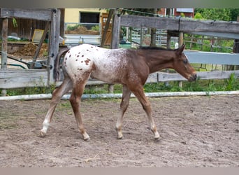 Appaloosa, Hengst, Fohlen (04/2024), Roan-Bay