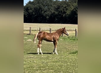 Appaloosa, Hengst, veulen (04/2024), Vos