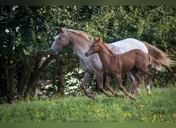 Appaloosa, Hengst, veulen (04/2024), Vos