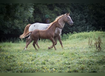 Appaloosa, Hengst, veulen (04/2024), Vos