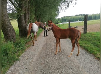 Appaloosa, Hengst, veulen (04/2024), Vos