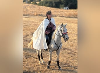 Appaloosa, Hengst, 3 Jahre, White