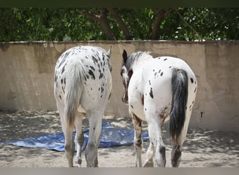 Appaloosa Blandning, Hingst, 2 år, 160 cm, Grå-röd-brun