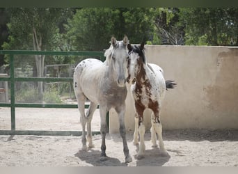 Appaloosa Blandning, Hingst, 2 år, 160 cm, Grå-röd-brun
