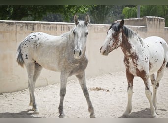 Appaloosa Blandning, Hingst, 2 år, 160 cm, Grå-röd-brun