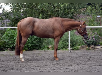 Appaloosa, Hengst, 4 Jahre, 160 cm, Rotfuchs