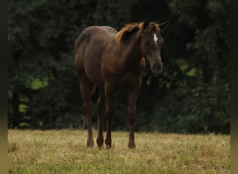 Appaloosa, Hingst, Föl (02/2024), 150 cm, Svart