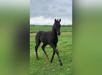 Appaloosa Blandning, Hingst, Föl (05/2024), 155 cm, Leopard-Piebald