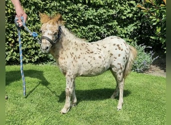 Appaloosa, Hingst, Föl (05/2024), 86 cm, Leopard-Piebald