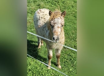 Appaloosa, Hingst, Föl (05/2024), 86 cm, Leopard-Piebald