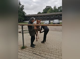 Appaloosa, Hingst, Föl (04/2024), fux