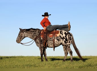 Appaloosa, Hongre, 10 Ans, 150 cm, Léopard
