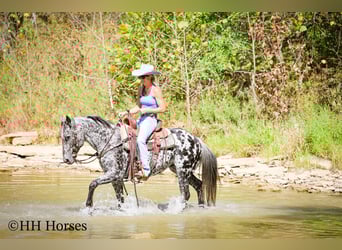 Appaloosa, Hongre, 10 Ans, 150 cm, Léopard